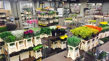 Bloemenveiling in Aalsmeer