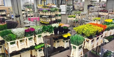 Bloemenveiling met diverse bloemen 