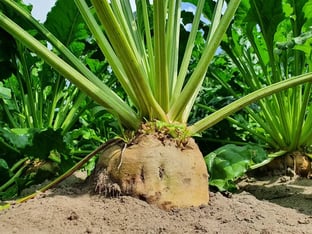 1621266153-suikerbiet-case-1