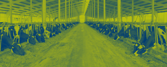 Een foto van een stal met rijen zwart-witte koeien die eten uit voederbakken. De afbeelding heeft een gele en groene filter, wat de kleuren een vintage tint geeft