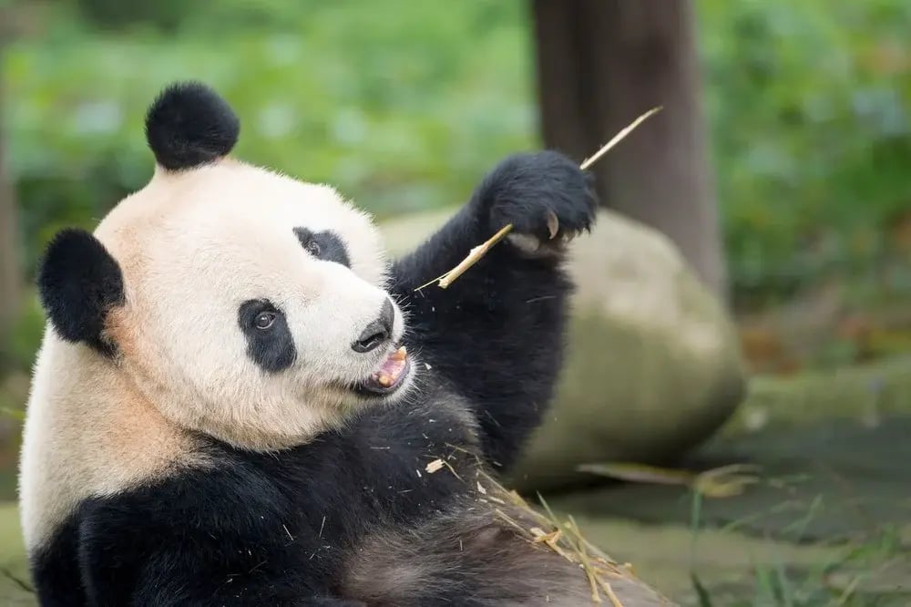 Panda.