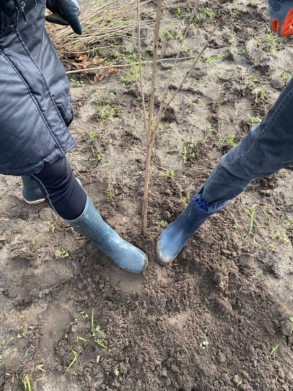 Twee voeten stampen geplante boom aan